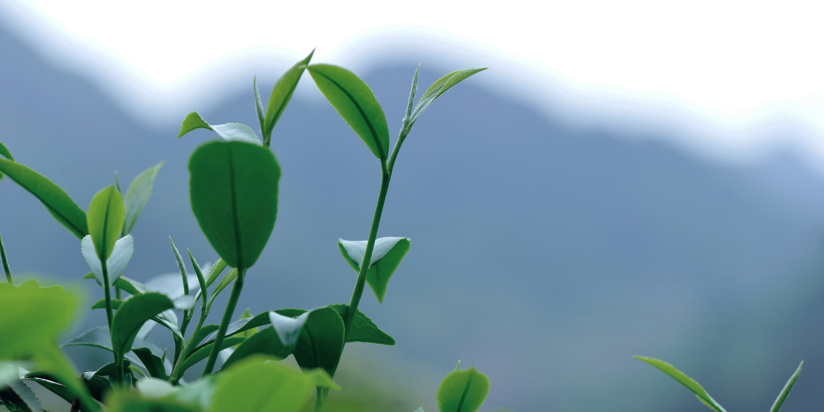 Photo of green tea trees in spring mountains
